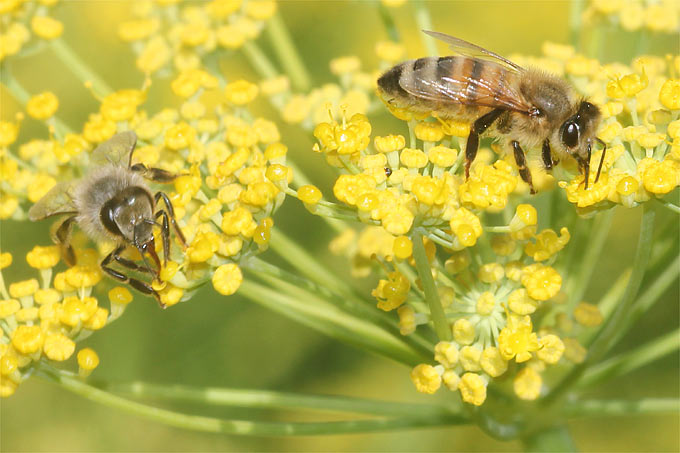 Honigbienen sind die ersten Insekten, die das Konzept der Null verstehen