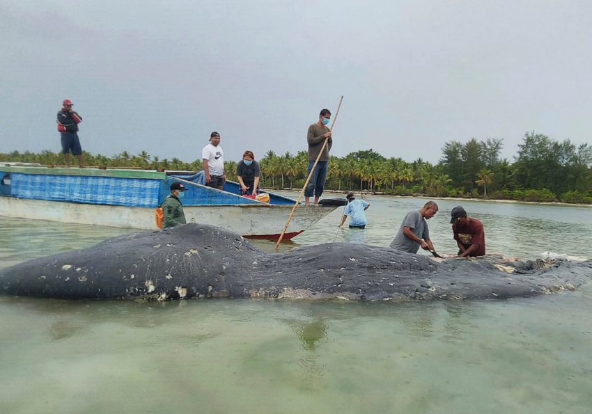 Toter Wal mit sechs Kilo Plastik im Bauch entdeckt