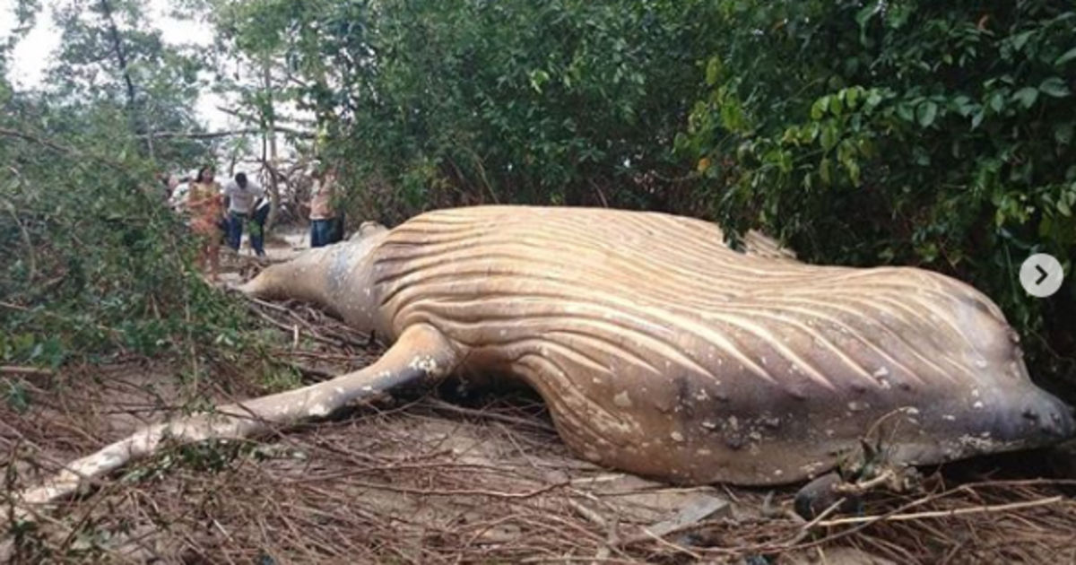 Forscher entdecken toten Wal mitten im Dschungel – und stehen vor einem Rätsel