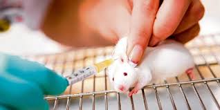 Wissenschaftliche und Ethische Konsequenzen vom „Tiermodell Maus“