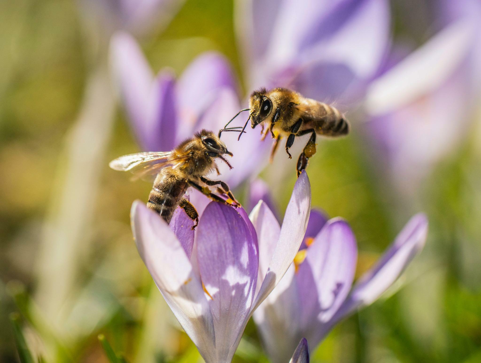 „Lock-down“ lässt Bienen nicht abheben