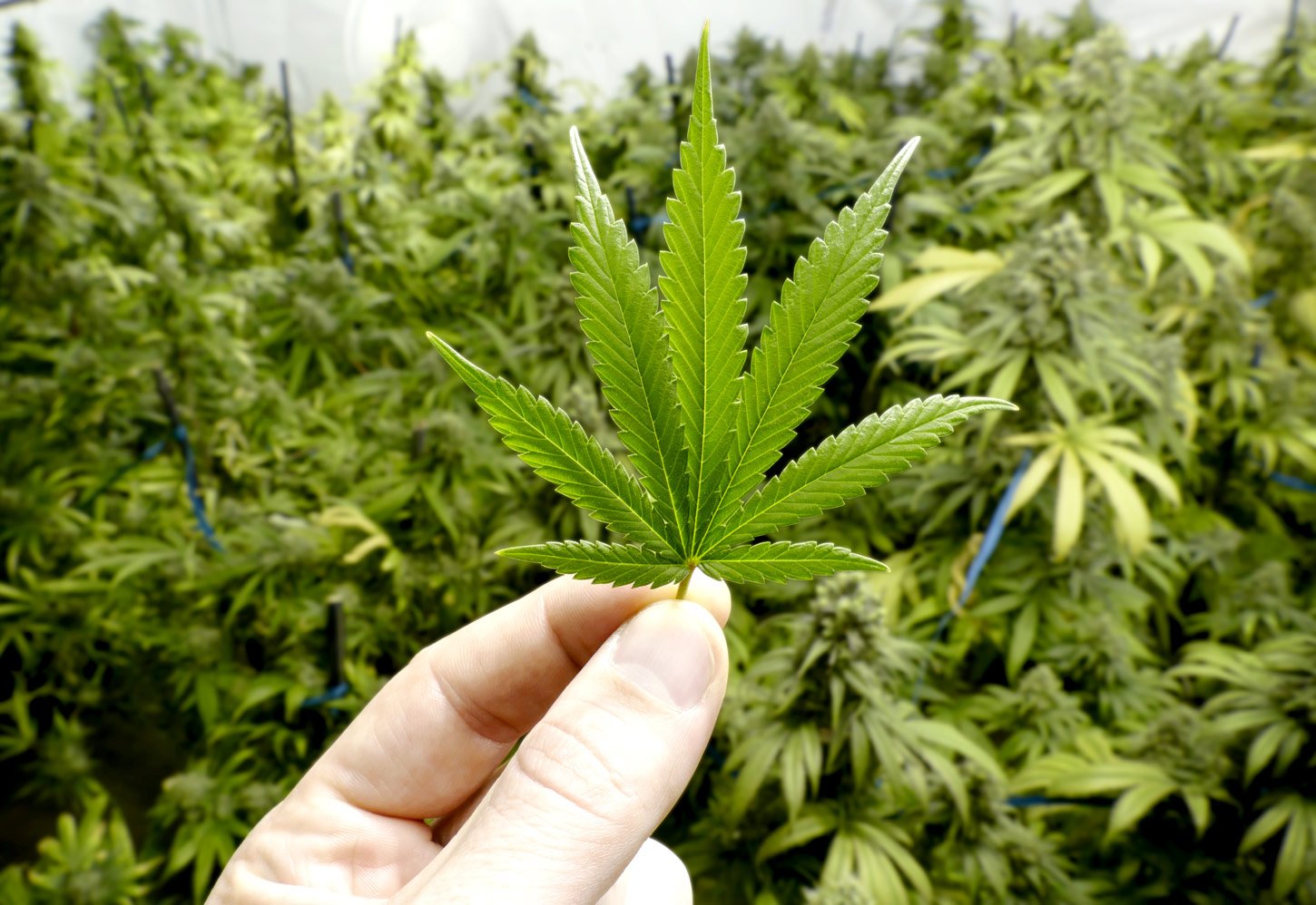 Studie gestartet: Covid-19 und Cannabiskonsum