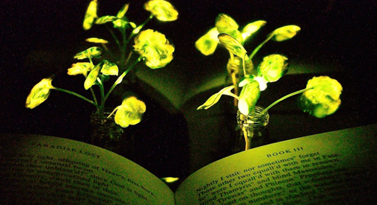 Pflanzen als biologische Lampen