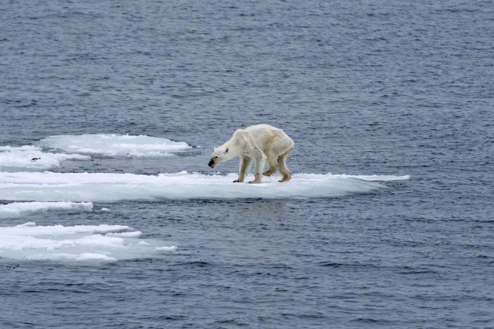 Invasion der Eisbären: „Der Klimawandel ist schuld an der Misere“