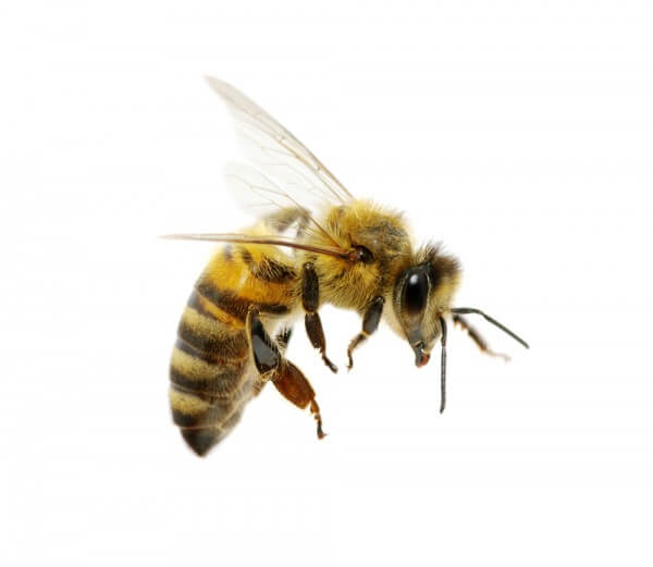 Propolis - Das große Naturheilmittel der Bienen