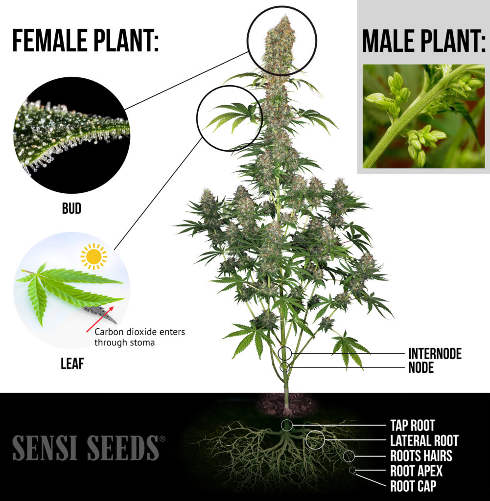 Cannabis kann verseuchte Böden entgiften und Regenerieren