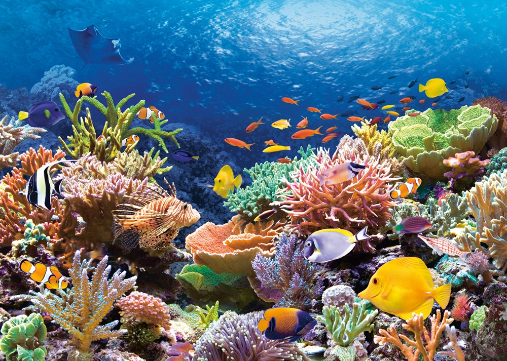 Warum die Welt doch nicht im Meer versinkt – oder: Korallen lügen nicht!