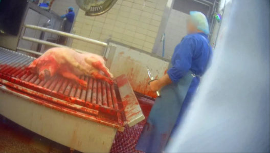 Düren (DE): Grausame Tierquälerei in McDonald’s-Schlachthof aufgedeckt