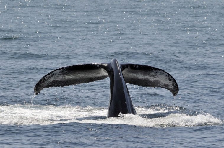 Cette IA veut protéger les baleines en écoutant leur chant !